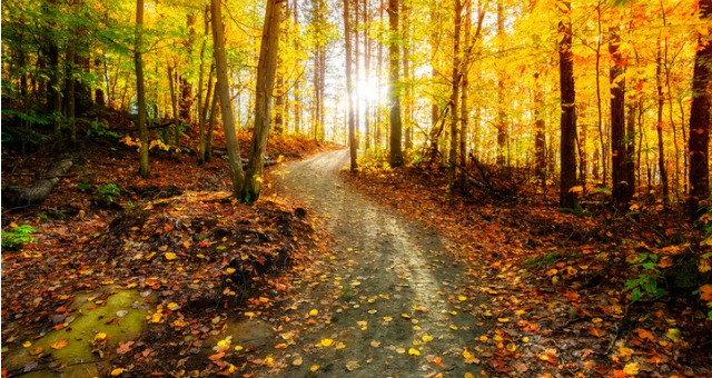 Nature trail for students to walk on during fall